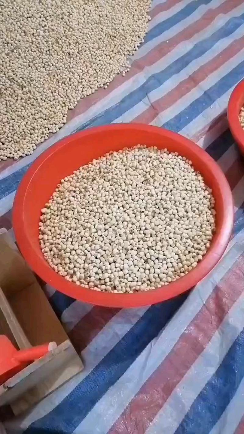 加工厂直销莲子