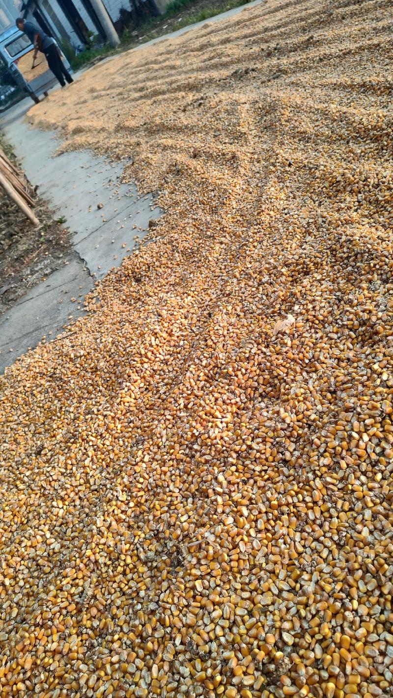 安徽黄玉米粒现货批发一手货源，欢迎咨询脱粒玉米