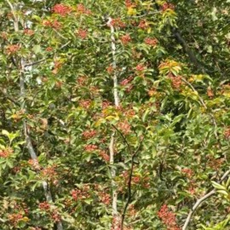花椒树狮子头好品种，7年了