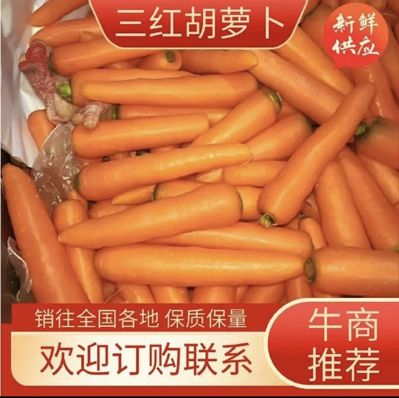 开封精品胡萝卜，带樱，水洗，支持各种包装，大量现货。