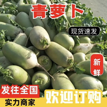 开封沙地青萝卜大量上市中，一手货源，产地直发。
