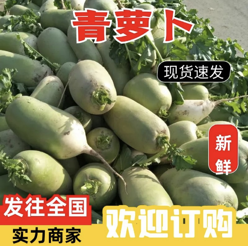 开封沙地青萝卜大量上市中，一手货源，产地直发。