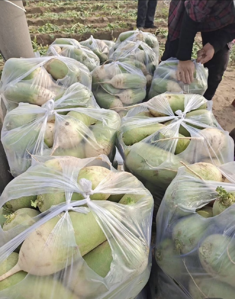 开封沙地青萝卜大量上市中，一手货源，产地直发。