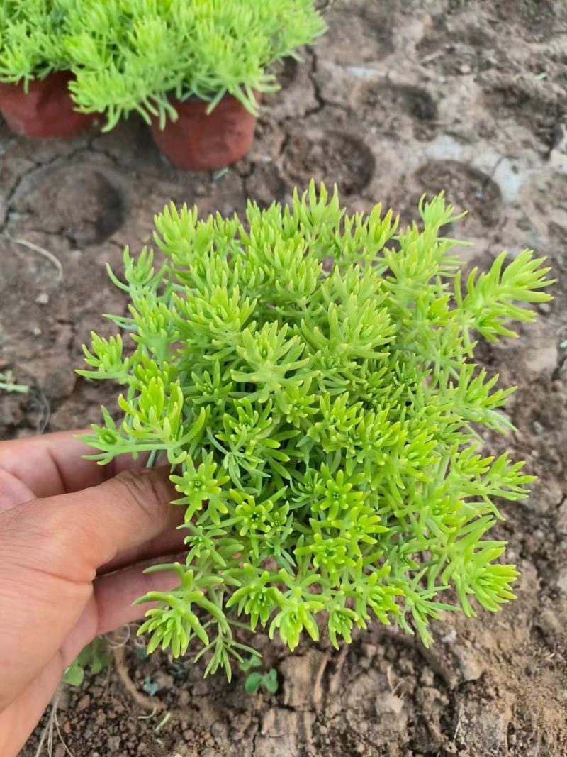 精品佛甲草基地直发品质保证一手货源量大从优
