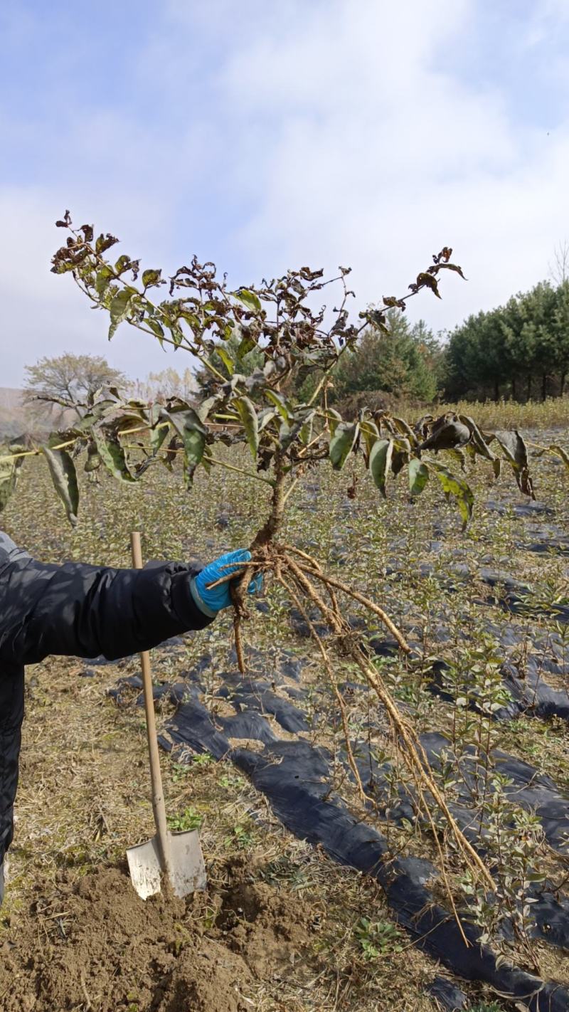 东北抗寒刺嫩芽苗刺老芽苗刺龙芽苗产量高易管理
