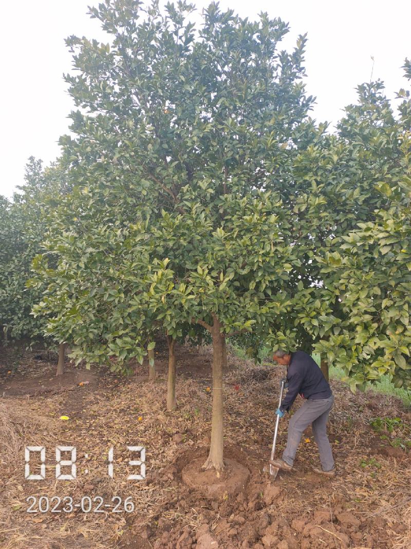 12的香橼树（泡柑树）大量供应，杆直冠好，欢迎选购