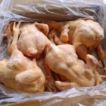 厂家大肉食白条鸡十吨