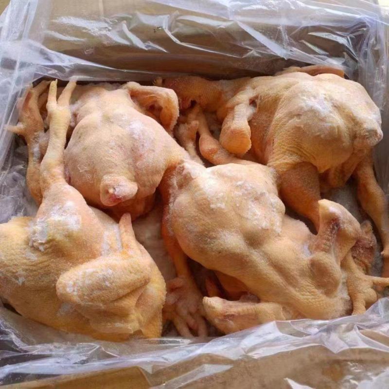 厂家大肉食白条鸡十吨