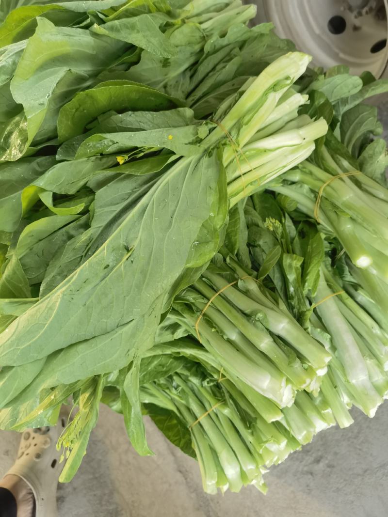 产地直销精品白菜苔大量有货新鲜采摘欢迎咨询