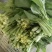 产地直销精品白菜苔大量有货新鲜采摘欢迎咨询