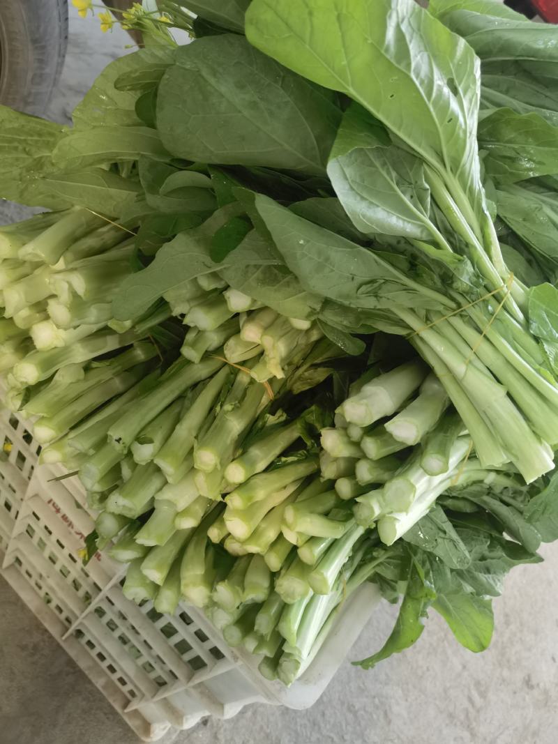 产地直销精品白菜苔大量有货新鲜采摘欢迎咨询