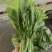 产地直销精品白菜苔大量有货新鲜采摘欢迎咨询