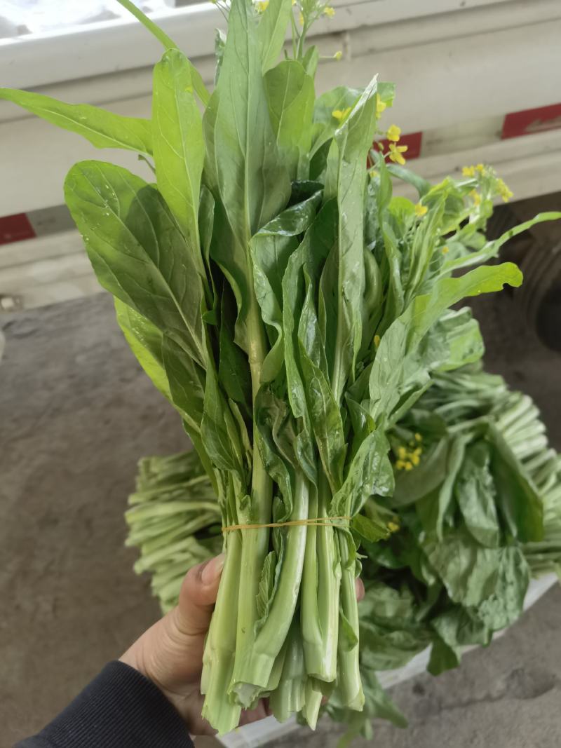 产地直销精品白菜苔大量有货新鲜采摘欢迎咨询