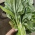 产地直销精品白菜苔大量有货新鲜采摘欢迎咨询