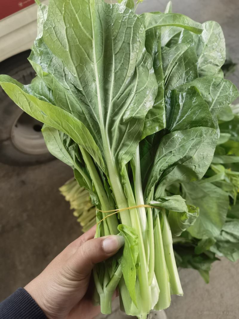 产地直销精品白菜苔大量有货新鲜采摘欢迎咨询