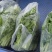 产地直销精品白菜苔大量有货新鲜采摘欢迎咨询