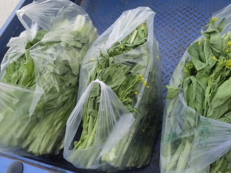 产地直销精品白菜苔大量有货新鲜采摘欢迎咨询