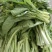 产地直销精品白菜苔大量有货新鲜采摘欢迎咨询