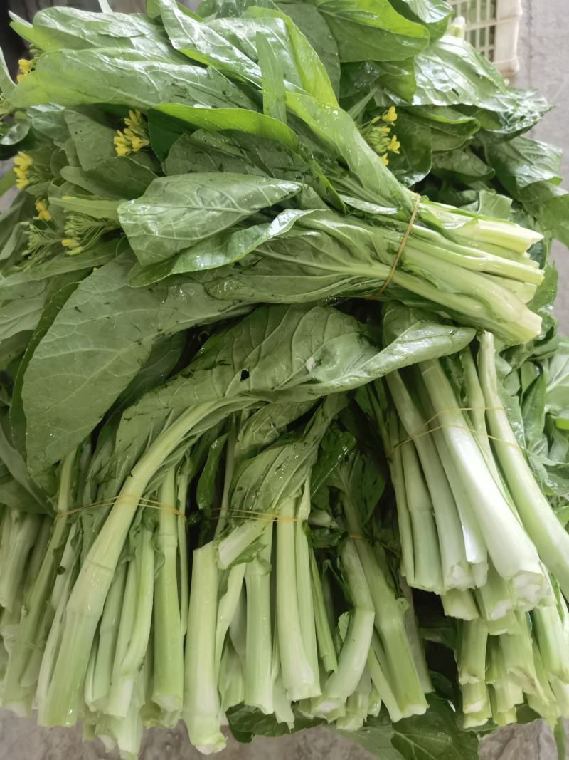 产地直销精品白菜苔大量有货新鲜采摘欢迎咨询