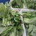 产地直销精品白菜苔大量有货新鲜采摘欢迎咨询