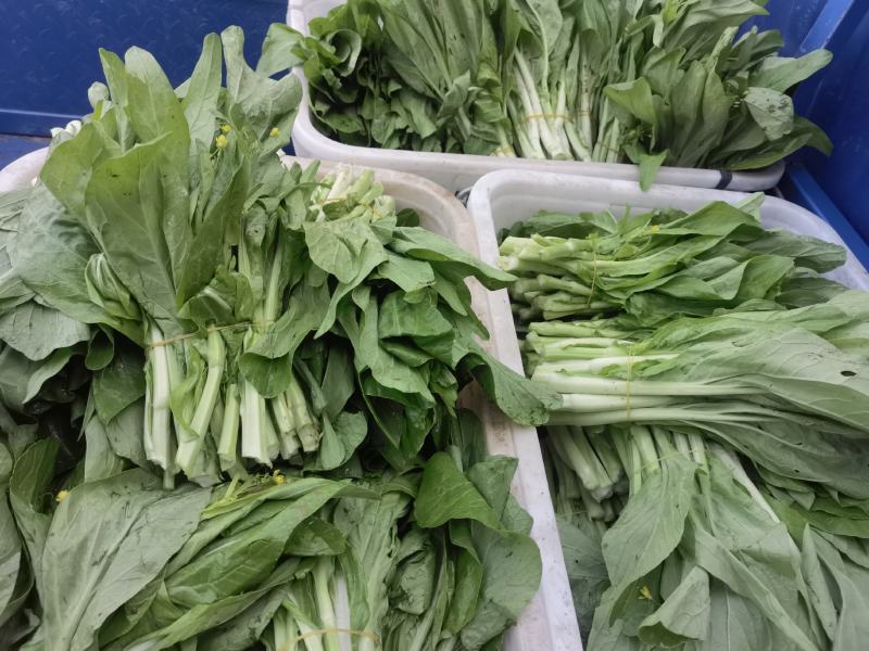产地直销精品白菜苔大量有货新鲜采摘欢迎咨询