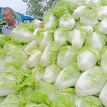 夏阳白菜，硬度好，无虫眼，叶青肉实，产地直供，有需要的老