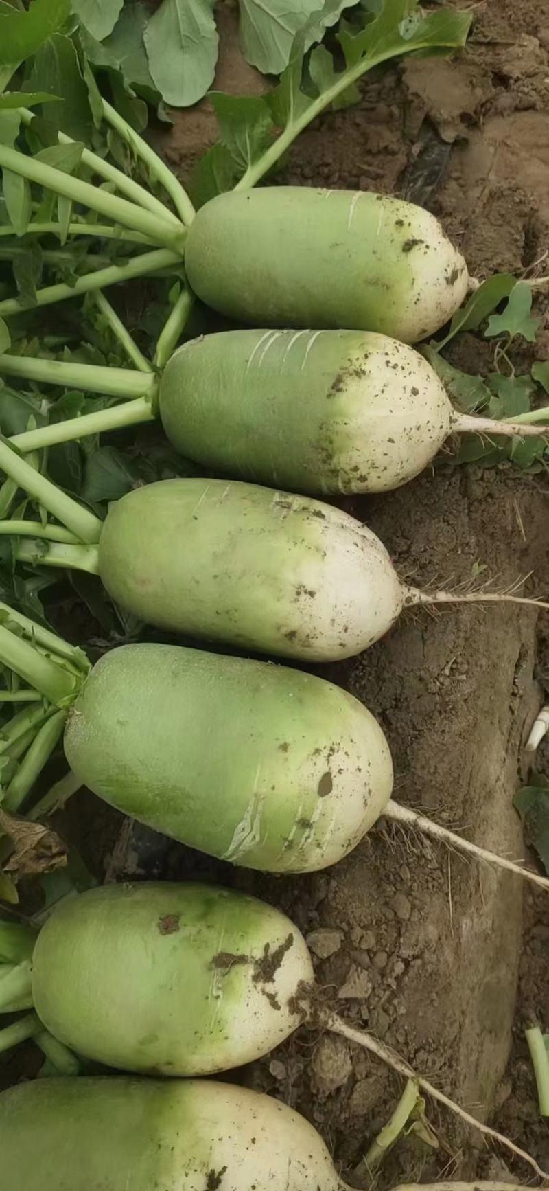 夏阳白菜，硬度好，无虫眼，叶青肉实，产地直供，有需要的老