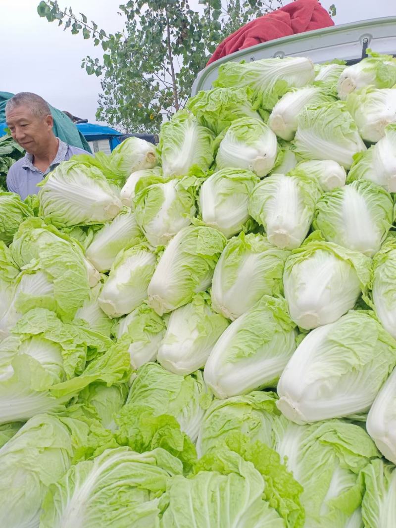 夏阳白菜，硬度好，无虫眼，叶青肉实，产地直供，有需要的老