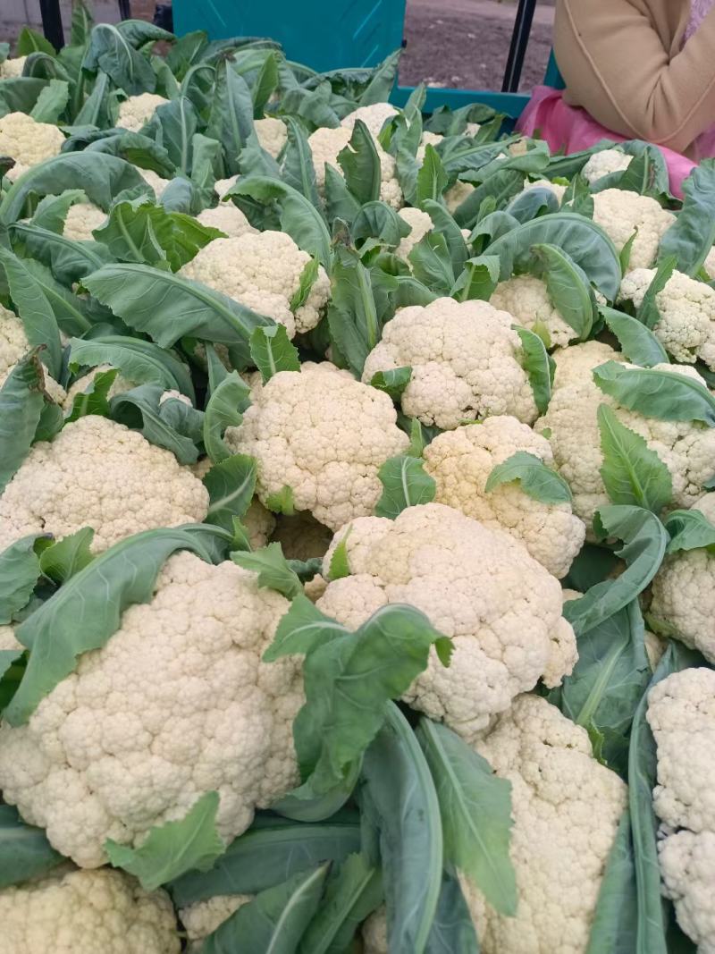 夏阳白菜，硬度好，无虫眼，叶青肉实，产地直供，有需要的老