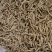 太子参标准好货质量保证价格优惠