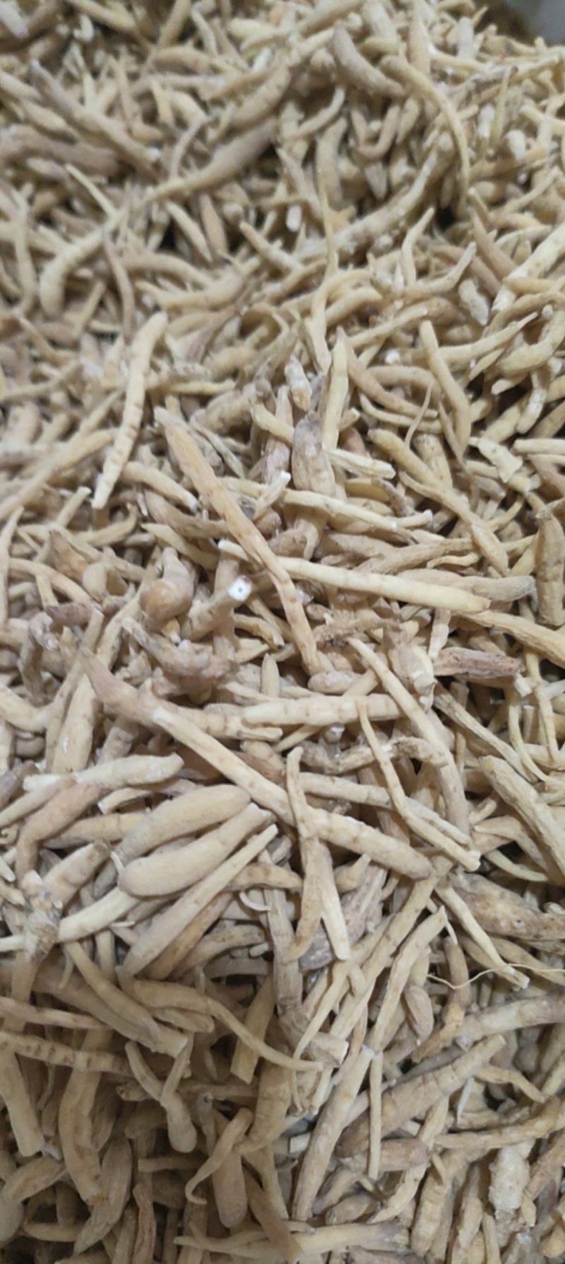 太子参标准好货质量保证价格优惠