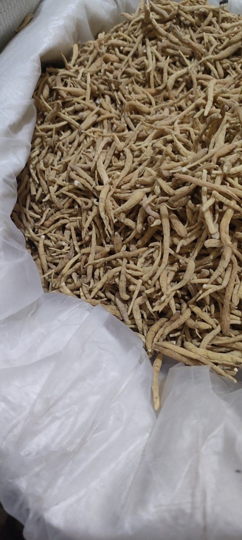 太子参标准好货质量保证价格优惠