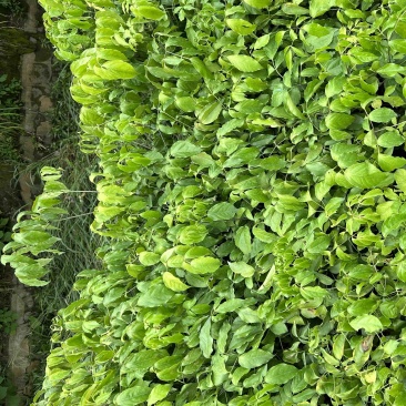 幌伞枫树苗