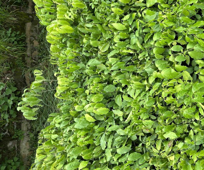 幌伞枫树苗