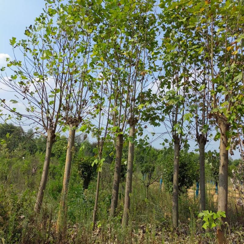 朴树。丛生朴树。江西朴树。大量供应1-50公分朴树