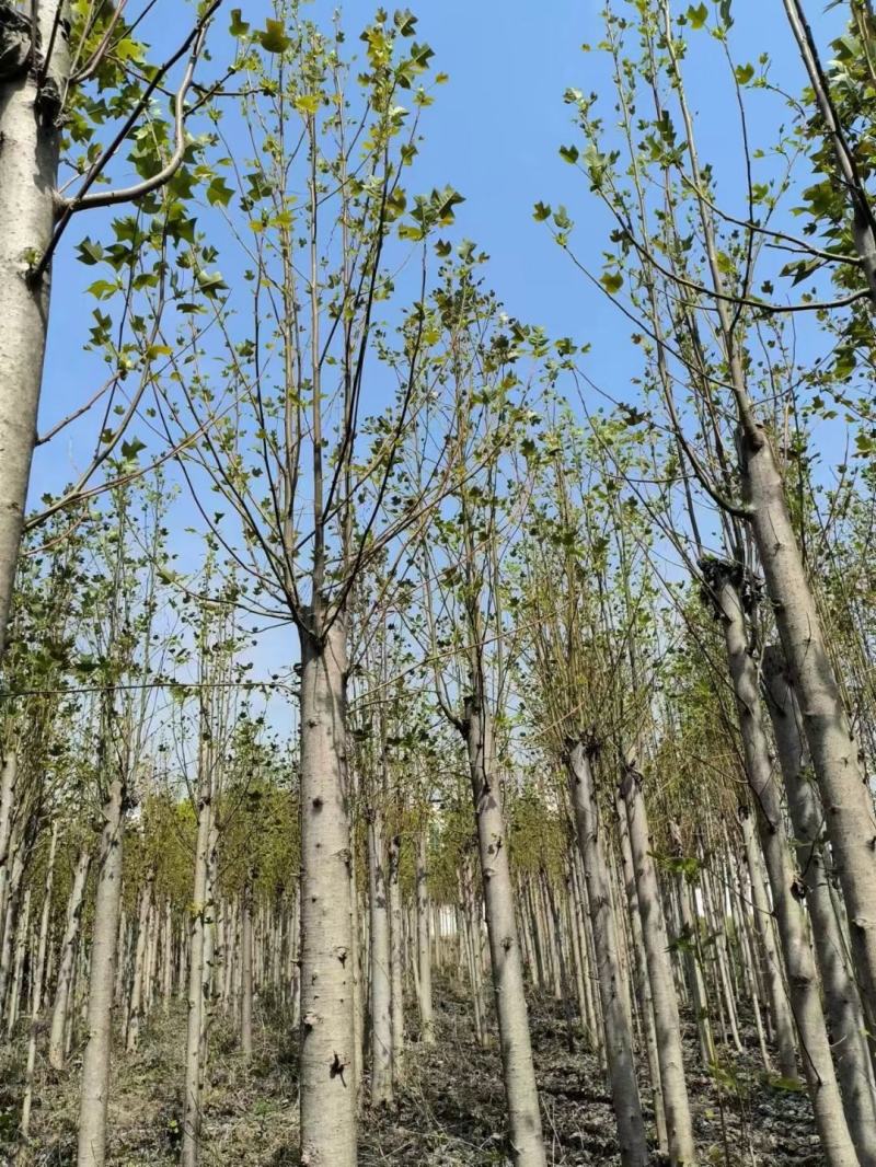 朴树。丛生朴树。江西朴树。大量供应1-50公分朴树