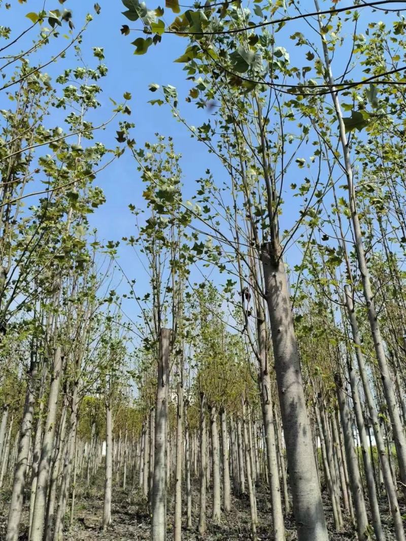 朴树。丛生朴树。江西朴树。大量供应1-50公分朴树