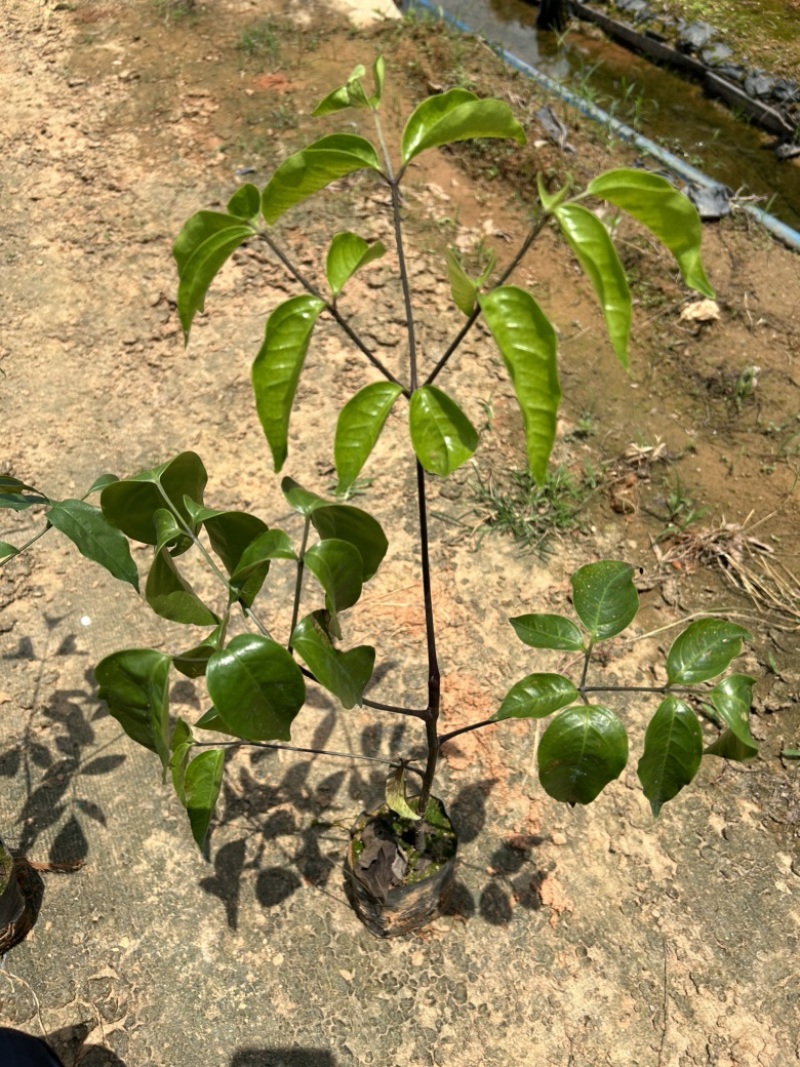 幌伞枫树苗
