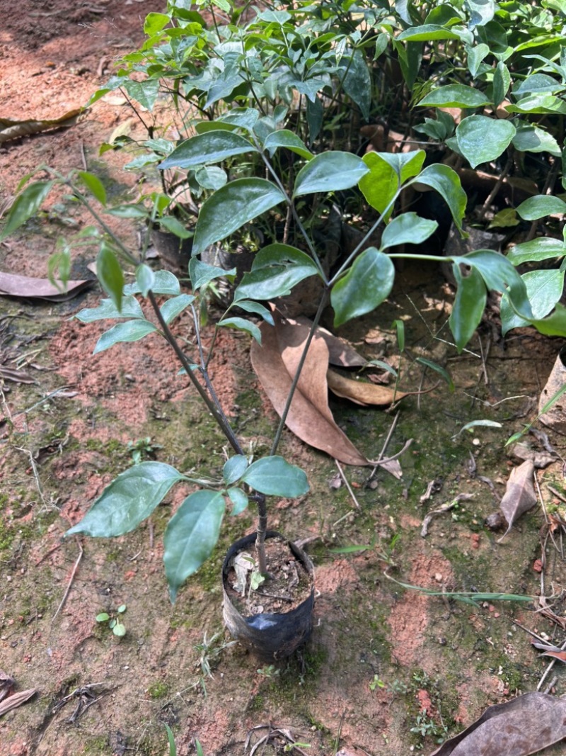 幌伞枫树苗