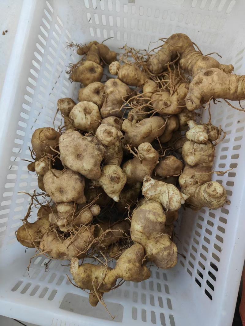 野生黄精可以直接下单全国包邮量大欢迎电话联系