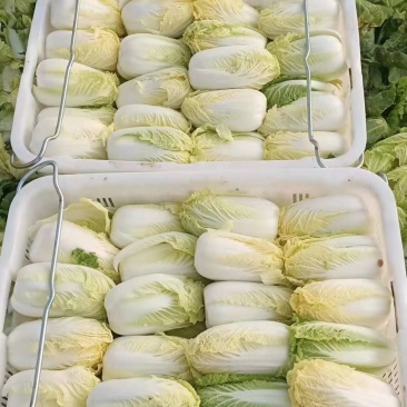 固安黄心娃娃菜大量上市