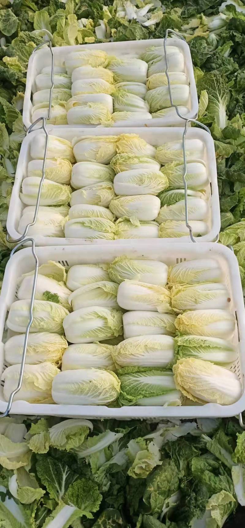 固安黄心娃娃菜大量上市