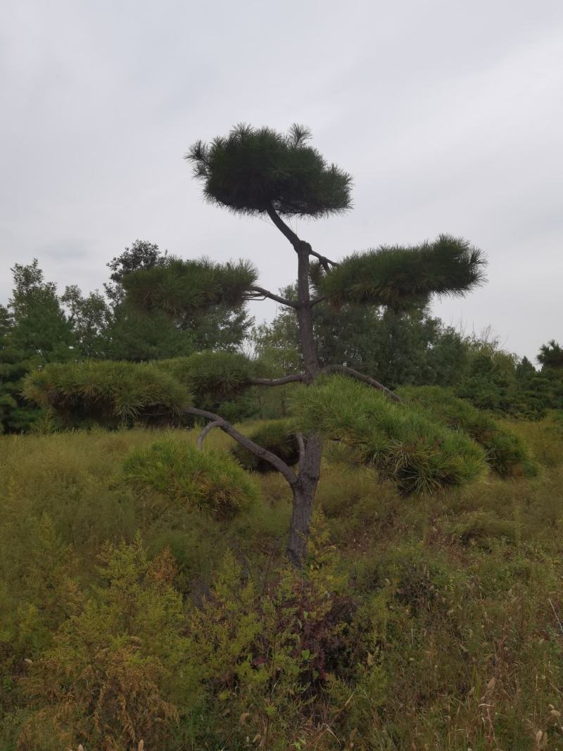 造型松，迎客松，景观松