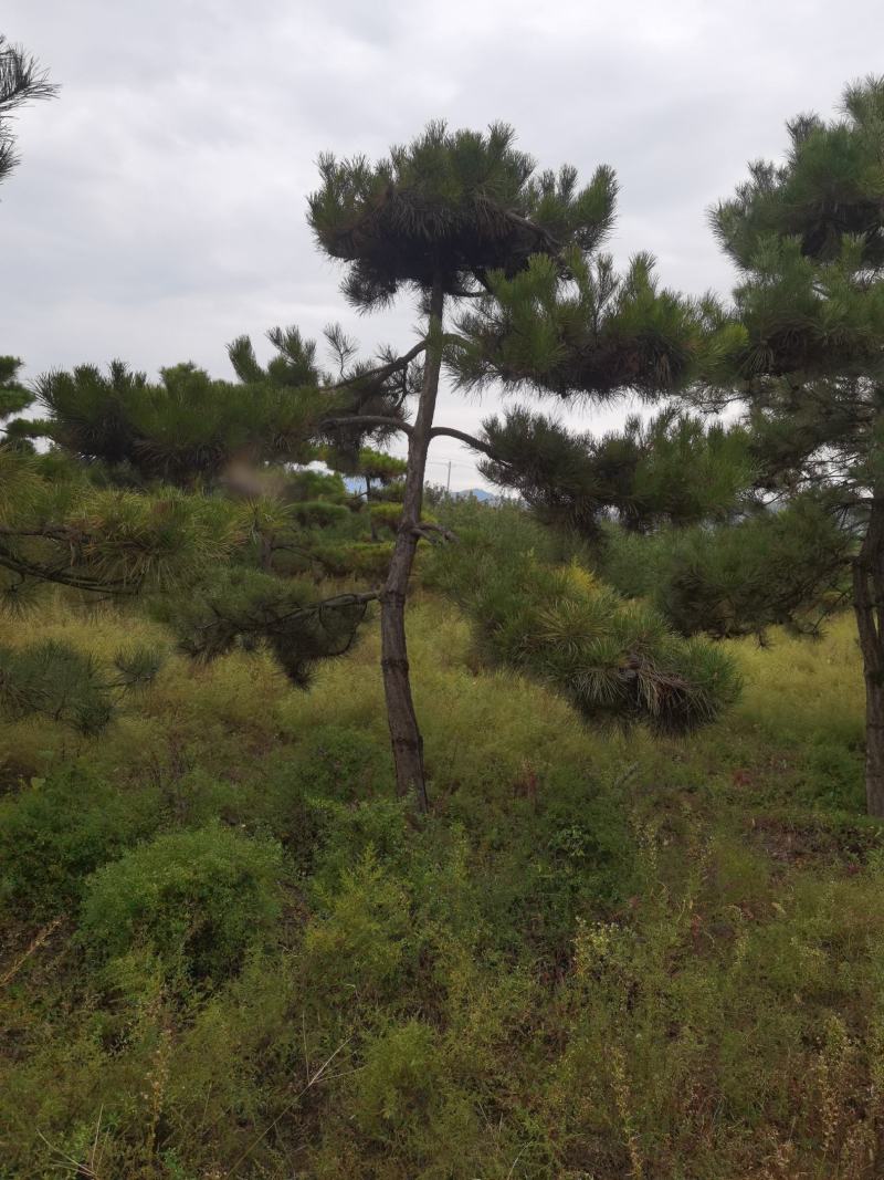造型松，迎客松，景观松