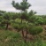 造型松，迎客松，景观松