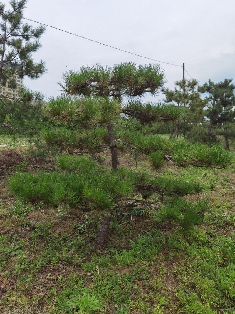 造型松，迎客松，景观松