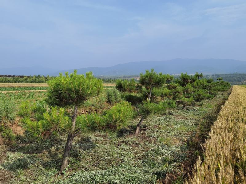 造型松，迎客松，景观松