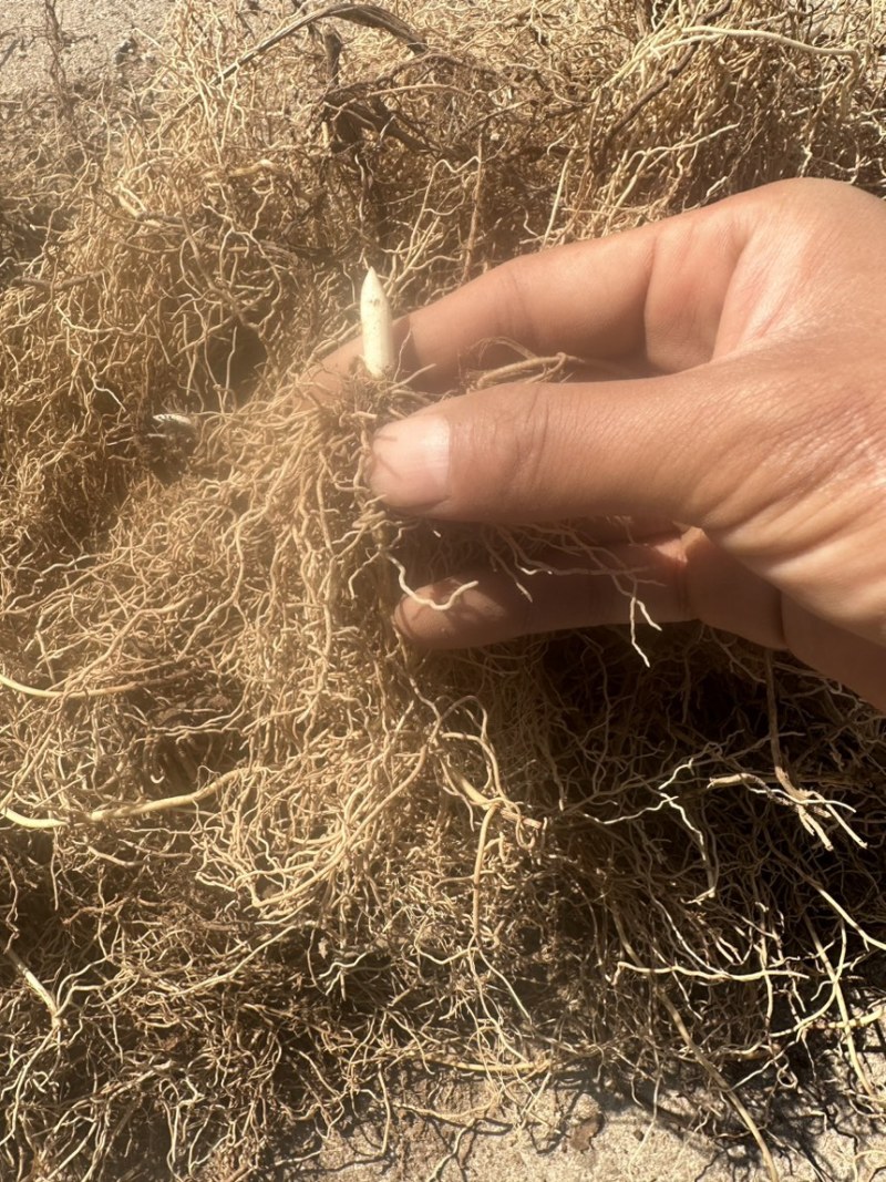 铃兰芽子，批发零售，基地直销，价格便宜数量足