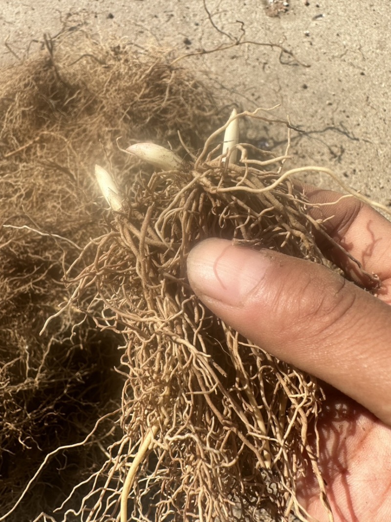 铃兰芽子，批发零售，基地直销，价格便宜数量足