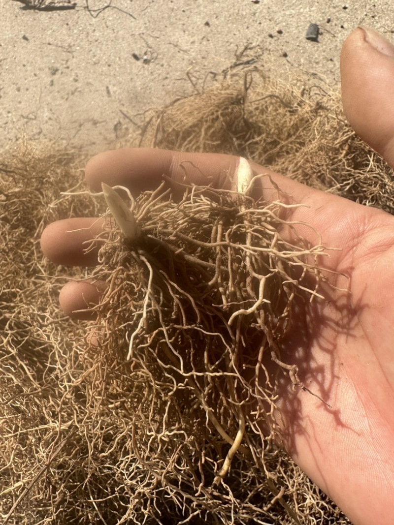 铃兰芽子，批发零售，基地直销，价格便宜数量足